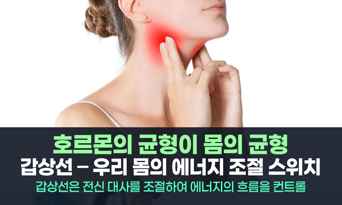 당신의 활력과 뼈 건강을 쥐락펴락하는 목 안의 두 지휘자, '갑상선과 부갑상선' 이야기