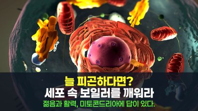 피곤한 당신, 혹시 '미토콘드리아' 때문은 아닌가요?